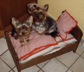 Yorkshire Terrier Zucht