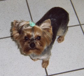 Hundesalon Deluxe